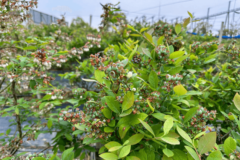 ����Ǯ������